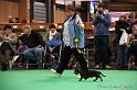 Crufts2011_2 1653